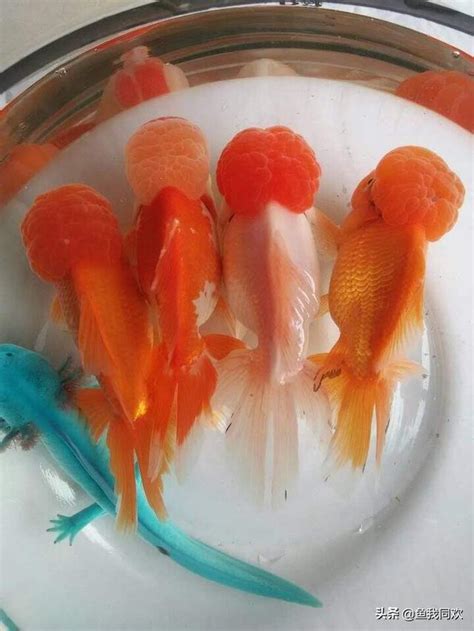 養金魚的數量|風水 